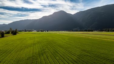 Mountains and a bright green farmers field in Abbotsford, BC